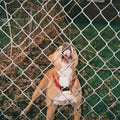 the album cover for Knocked Loose - Pop Culture