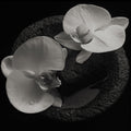 the album cover for Mike Patton - Corpse Flower [LP]