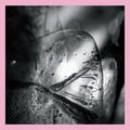 the album cover for Loscil - Clara