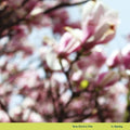 the album cover for Tara Clerkin  Trio - In Spring (Can)