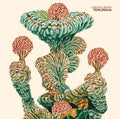 the album cover for John Paul Bohon - Terlingua