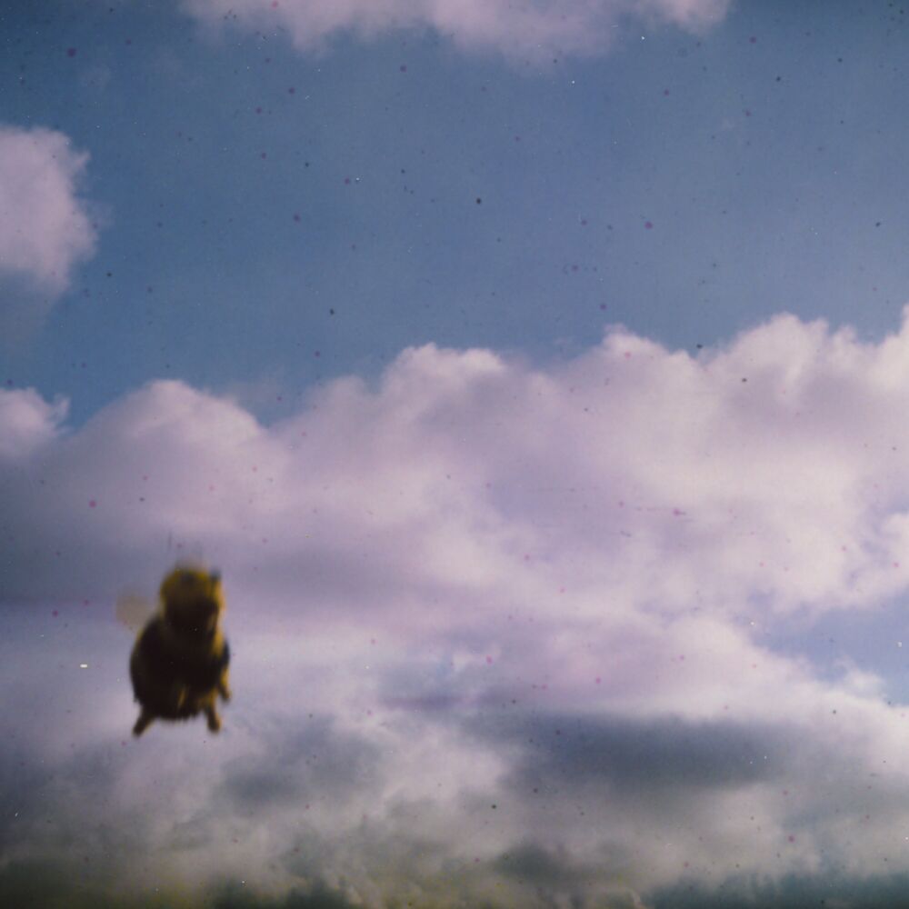 Pond — Stung!, vinyl LP album cover