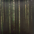 The Paper Kites — Evergreen, vinyl LP album cover