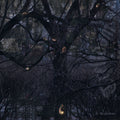 Trelldom — ...By The Shadows..., vinyl LP album cover